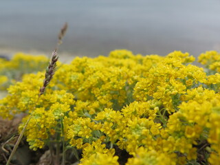yellow flowers in the field