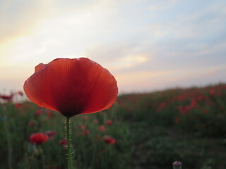 poppy field in summer