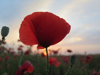 poppy flowers in the field