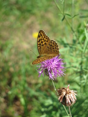 butterfly on flower