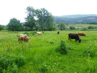 Fototapeta premium A herd of cows on a green meadow