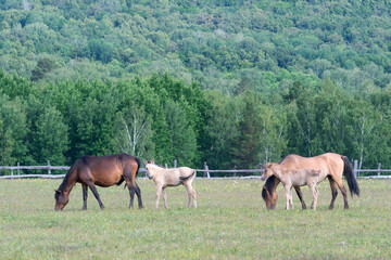Idyllic rural landscape. Horses with foals grazing in a meadow. Bashkortostan, Ural, Russia.