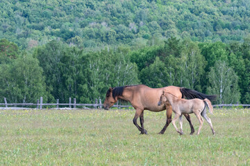 Idyllic rural landscape. A horse with a foal grazing in a meadow. Bashkortostan, Ural, Russia.