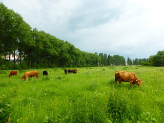 Naklejka na ściany i meble A herd of cows on a green meadow