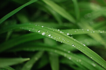 Closeup of lush uncut green grass with drops of dew in soft morning light