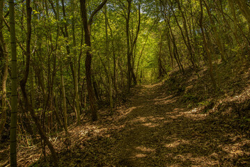 兵庫県・初夏の森のこもれびの道にて、網引湿原	