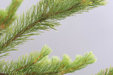 Pine branch with dew drops (rain drops) on the foggy background.