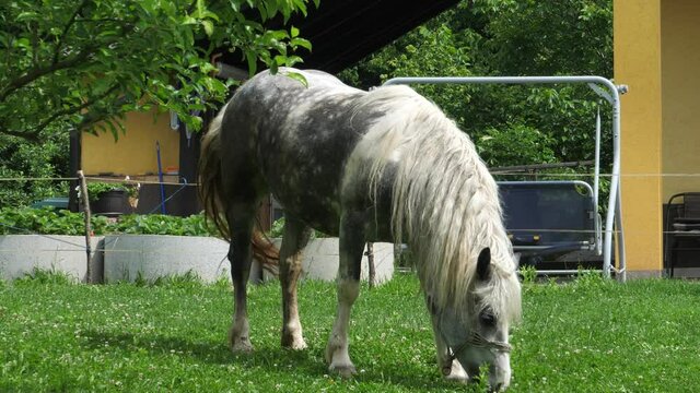 The horse has always served man for various needs. From transport to carrying cargo. Horses are domestic animals that can be classified as working, riding, show and runners.