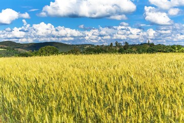 Green field with grain and blue sky, grass in spring background, agricultural cereal crop.  Blue...