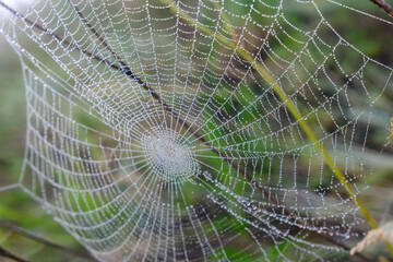 Cobweb with dew drops (rain drops).