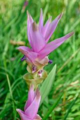 pink water lily,Krachai flowers, Thailand, Chaiyaphum