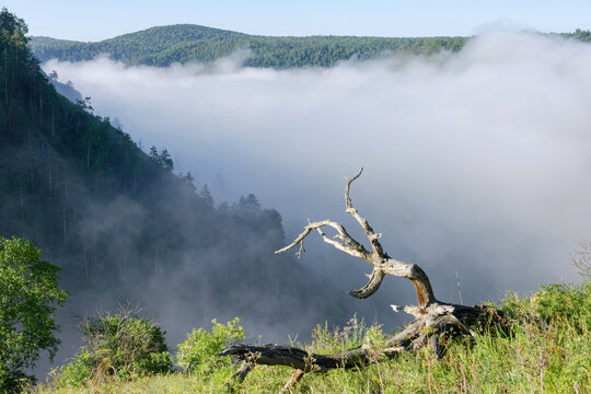 Sunlit picturesque fallen tree in the morning mist hanging over a mountains.