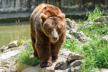 Fototapeta na wymiar Big brown bear in the zoo.