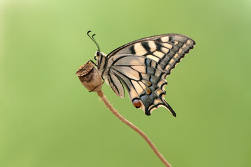 Wonderful butterfly Papilio machaon on a summer day basking in the dry grass