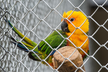 Beautiful colorful Parrot in captivity © nedomacki