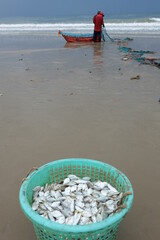 Sea fish of fishermen who set sail to catch fish and bring the fish back to the beach in the morning.