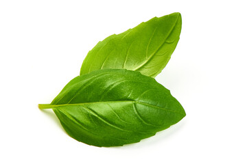 Green Basil Leaves Fresh Spice, closeup, isolated on a white background