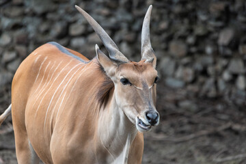 Common Eland (Taurotragus oryx) is the largest of the African antelope species.