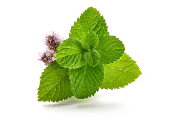 Fresh raw mint leaves, isolated on white background. Close-up. © GSDesign