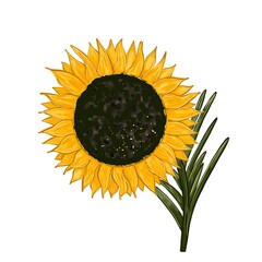 Sunflower. Hand drawn sunflower and leaves isolated on white background.
