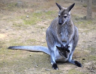 Fototapeta premium ベネットアカクビワラビー