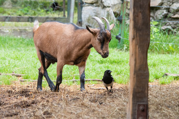 A little goat is playing with a bird