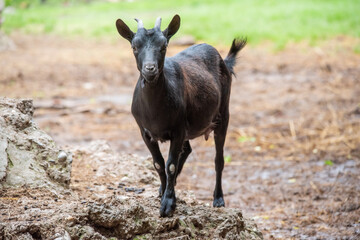 Naklejka na ściany i meble Domestic animal, photo of a black goat kid in a farm 
