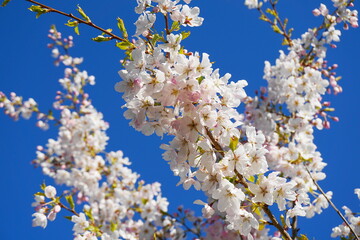Delicate and beautiful cherry blossom against blue sky background. Sakura blossom. Japanese cherry blossom.