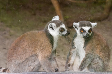 Lemurs (Lemuridae) are a family of primates. Lemurs in captivity