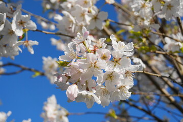 Delicate and beautiful cherry blossom against blue sky background. Sakura blossom. Japanese cherry blossom.