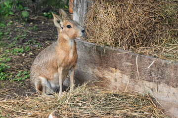 Patagonian Mara (Dolichotis patagonum) is a relatively large rodent in the mara genus Dolichotis