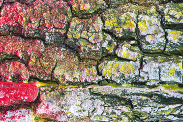 Coloured tree bark texture. Multicolor tree bark with cracks as a background