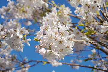 Delicate and beautiful cherry blossom against blue sky background. Sakura blossom. Japanese cherry blossom.