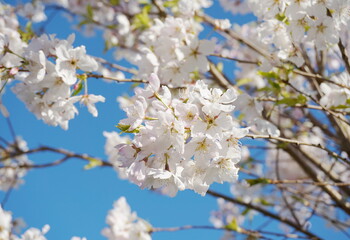 Delicate and beautiful cherry blossom against blue sky background. Sakura blossom. Japanese cherry blossom.