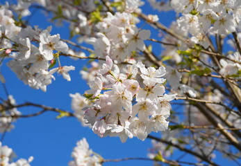 Delicate and beautiful cherry blossom against blue sky background. Sakura blossom. Japanese cherry blossom.