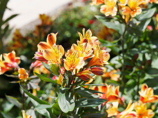 Alstroemeria aurea | Bouquet flamboyant de lys des Incas ou lys du Pérou aux fleurs tigrées de jaune et orange vif, maculées de brun au sommet d'une hampe au feuillage vert foncé