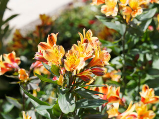 Alstroemeria aurea | Bouquet flamboyant de lys des Incas ou lys du Pérou aux fleurs tigrées de...