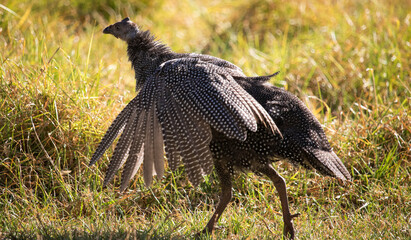 Teenage guineafowl keet stretching its wings in a grass field.