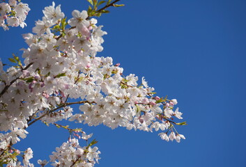 Delicate and beautiful cherry blossom against blue sky background. Sakura blossom. Japanese cherry blossom.
