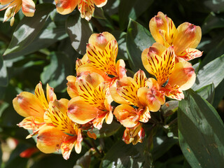 (Alstroemeria aurea) Le lys des Incas ou Alstroémère Orange King aux fleurs flamboyantes orange, jaune vif, striées ou tigrées de brun sur de hautes hampes florales