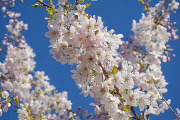 Delicate and beautiful cherry blossom against blue sky background. Sakura blossom. Japanese cherry blossom.