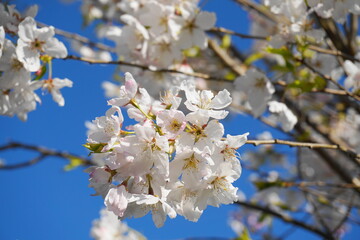 Delicate and beautiful cherry blossom against blue sky background. Sakura blossom. Japanese cherry blossom.