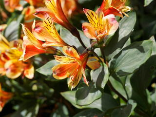 Alstroemeria aurea | Bouquet flamboyant de lys des Incas ou lys du Pérou aux fleurs tigrées de jaune et orange vif, maculées de brun au sommet d'une hampe au feuillage vert foncé
