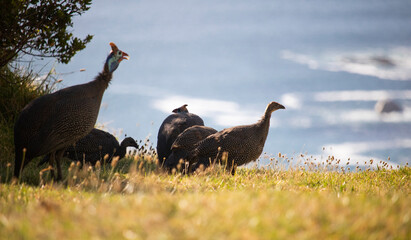 Wide angle view of guineafowl and keets in a field in front of a ocean with rocks.