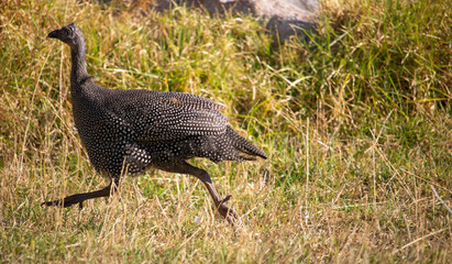 Teenage guineafowl running in a grassfield.