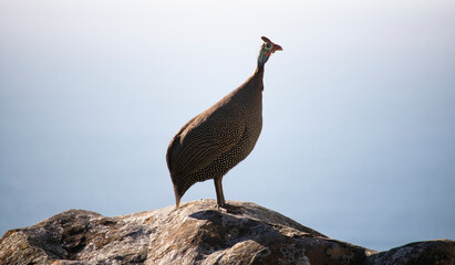 Guineafowl standing on a rock in front of a blue sea.