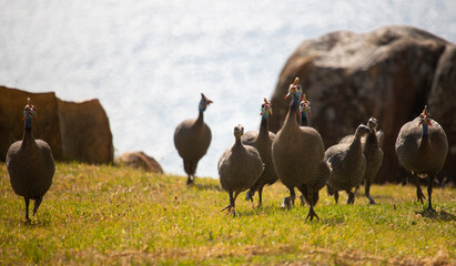 Guineafowl and teenage keets running on a grassfield in front of rocks and water.
