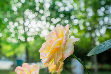 pink rose on branch in garden, closeup