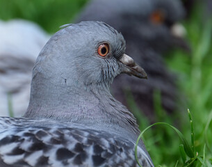 Portrait of feral pigeon in urban house garden.
