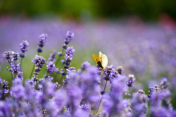 Lavender Field in the summer. Aromatherapy. Nature Cosmetics.